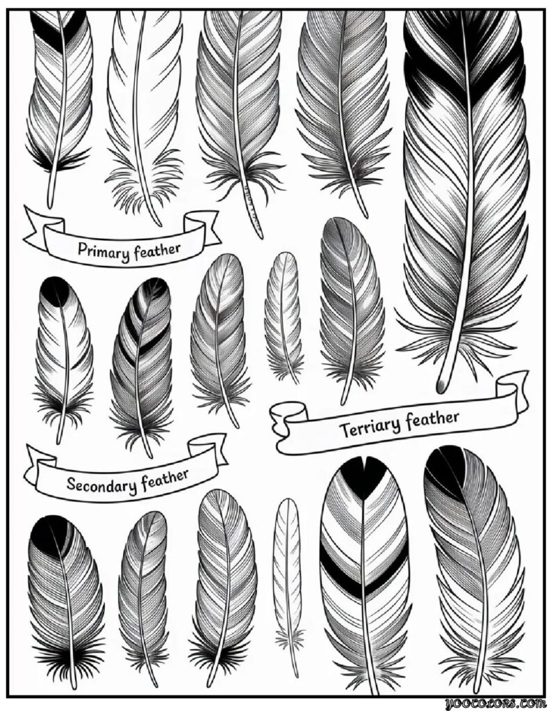 Thanksgiving Coloring Pages for Adults – Mindful, Modern & Perfect for Cozy Fall Nights 7 Feather Anatomy Plate.webp pdf
