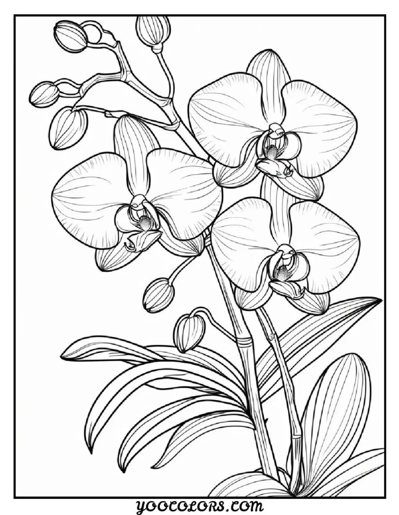 Flower Coloring Pages: 27 Best Designs for All Ages 15 flower coloring pages Orchid Design Printable pdf