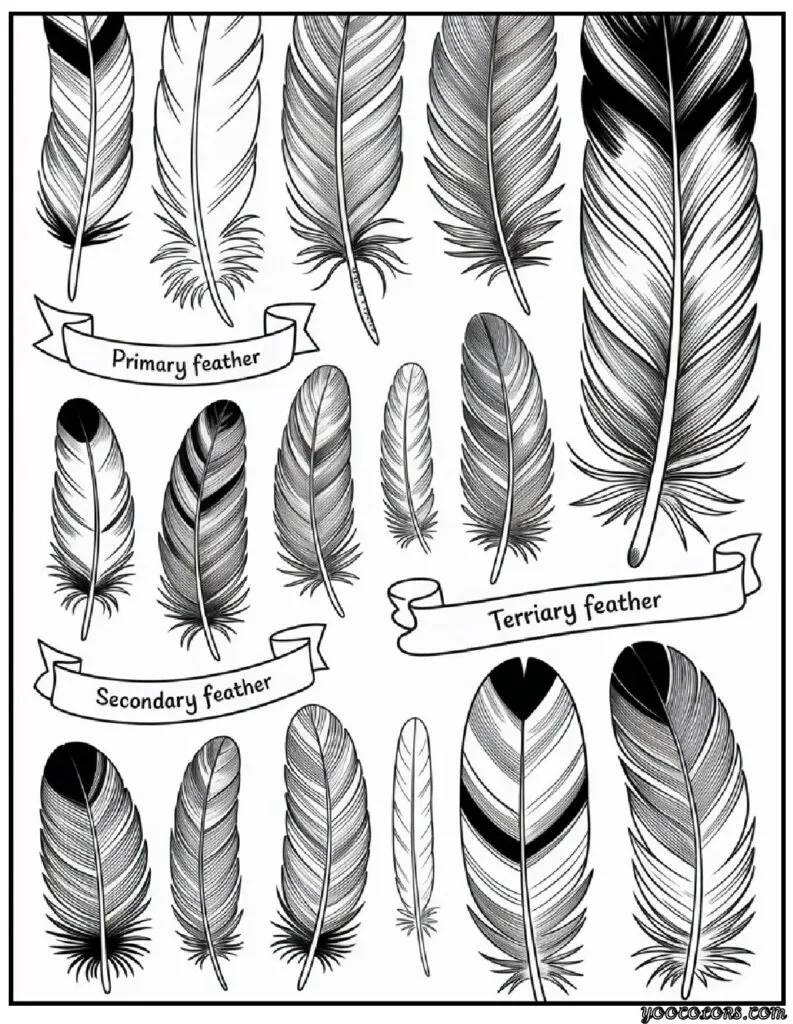 Thanksgiving Coloring Pages for Adults – Mindful, Modern & Perfect for Cozy Fall Nights 7 Feather Anatomy Plate.webp pdf